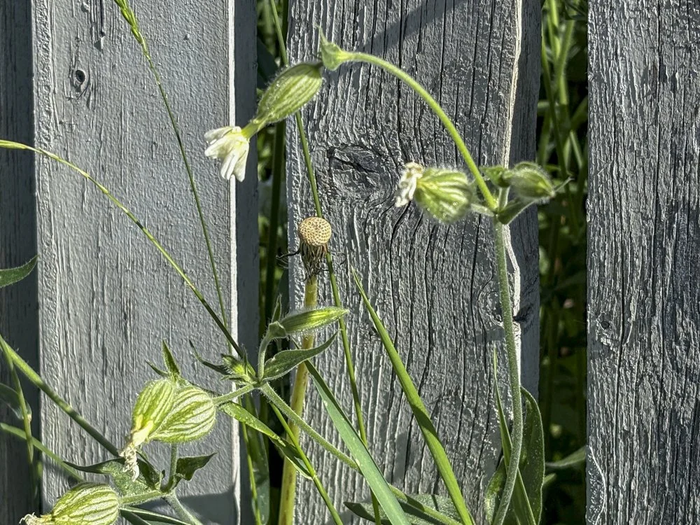July 8 - Interesting Weeds