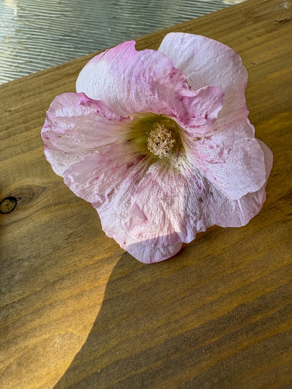 July 28 - Hollyhock Flower that fall 