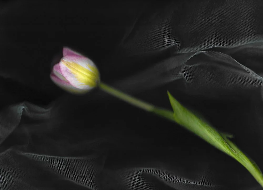 20260328-Tulip-Scan 3.jpg