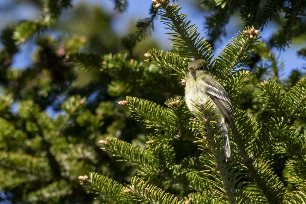 Yellow-bellied Flycatcher