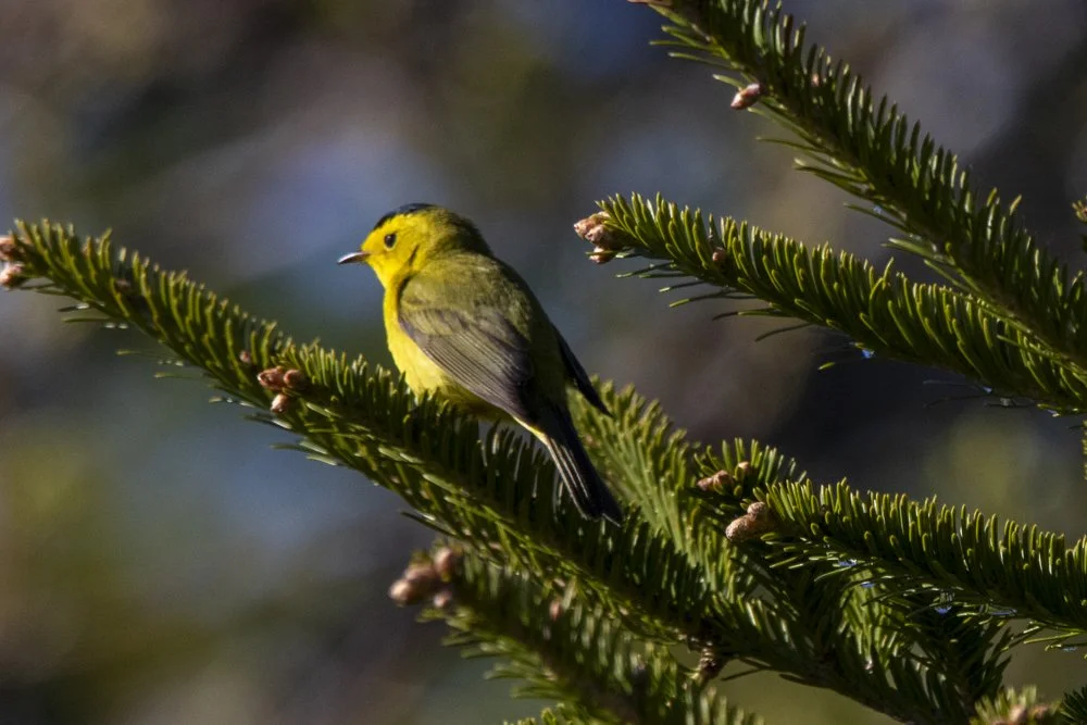 Wilson's Warbler