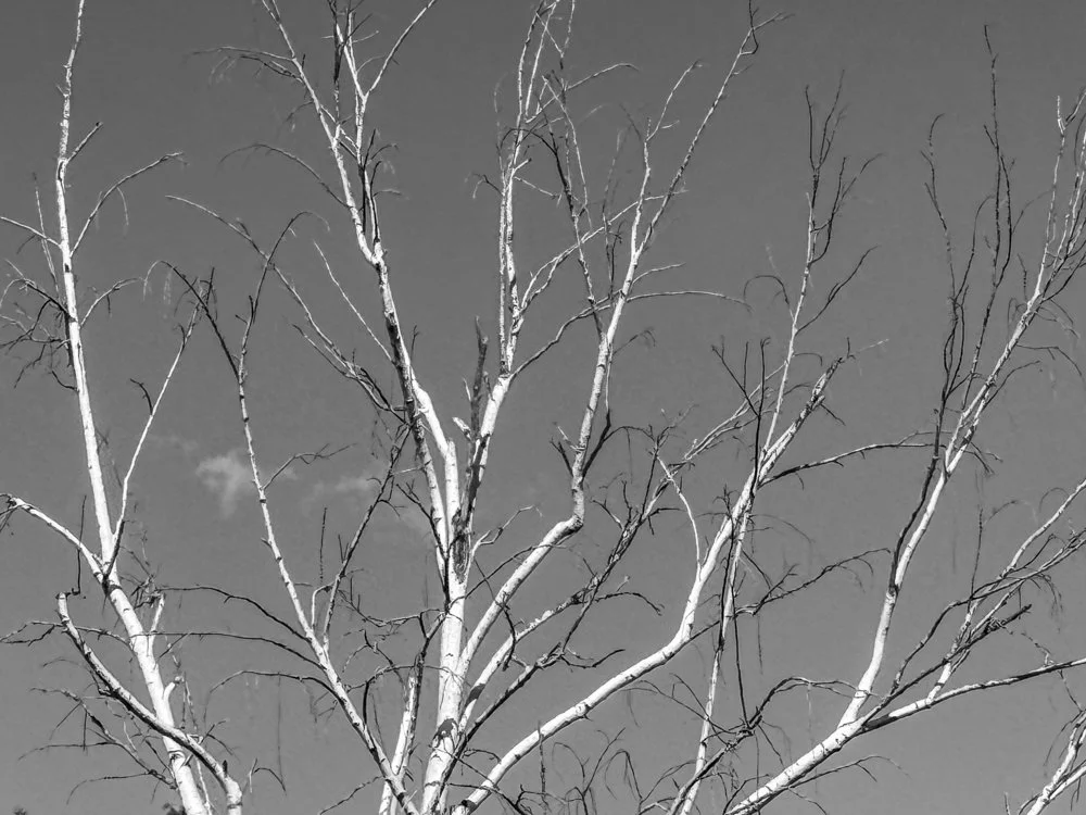 July 9 - Interesting Tree!