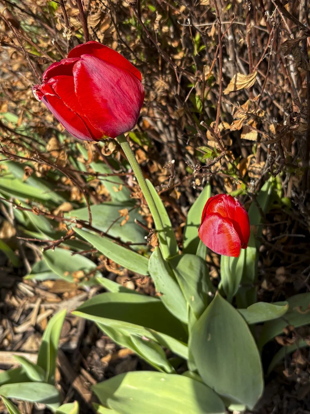 May 17th - Pretty Spring Tulips