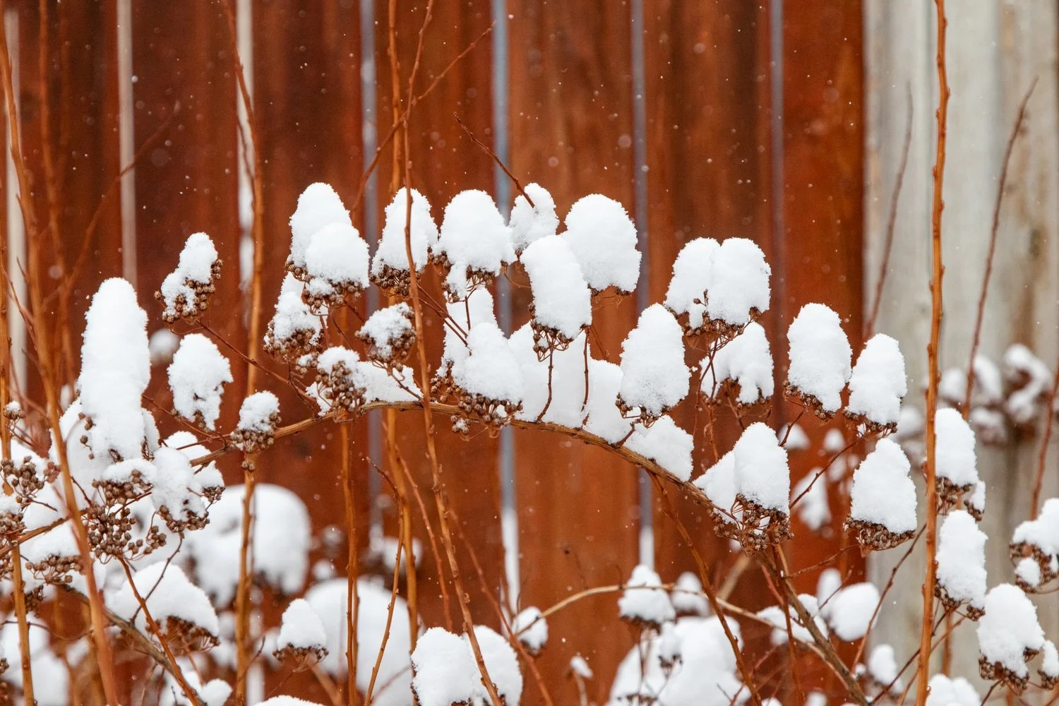 February 2025 - Snow Flowers