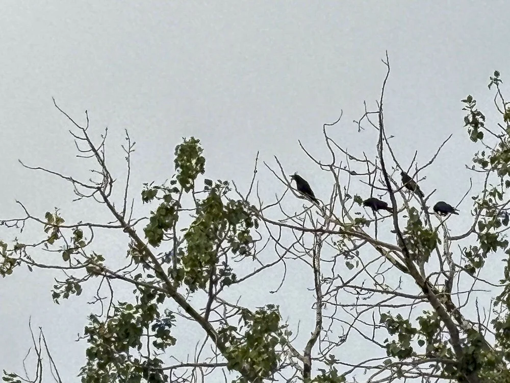 July 16 - Conversation at the Tree Tops