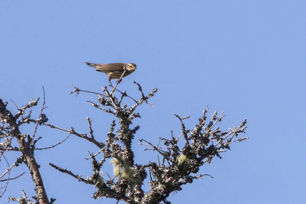 Northern Waterthrush