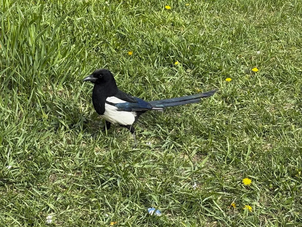 May 23rd - Magpie!