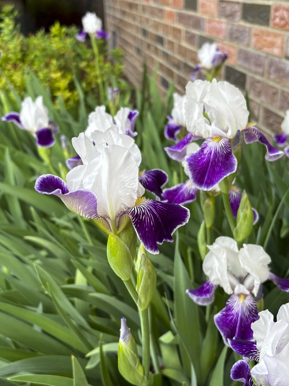 May 30th - Irises in Bloom!