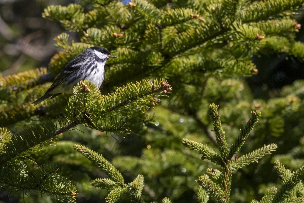 Blackpoll Warbler