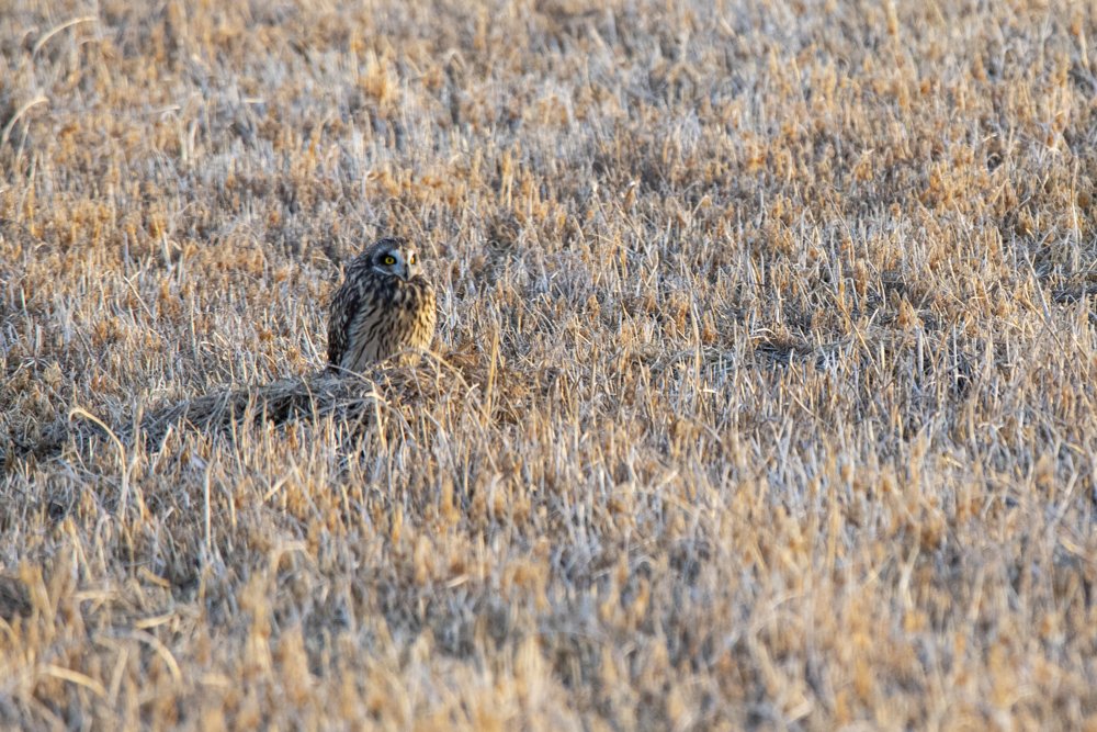 Short Eared Owl