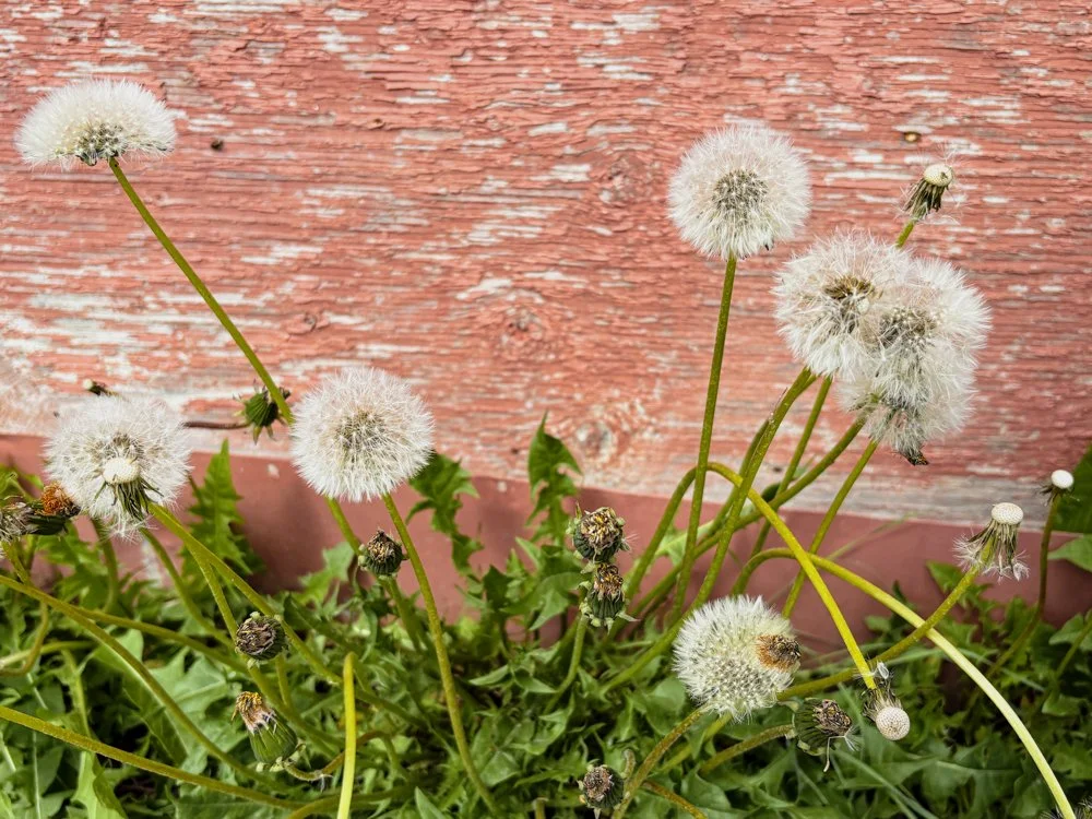 June 3 - Dandelions - Oh the Dandelion - bright and yellow - one day and the next white and ready to blow in the wind - I picked many of these pretty little flowers to share with someone over the years - They remind me of being young and ready for an