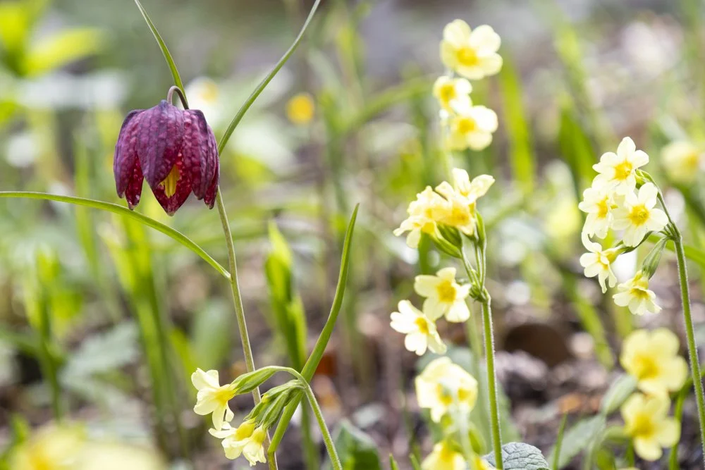 Spring Grows Slowly