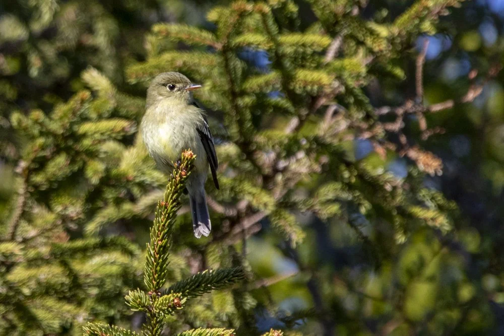 Yellow-bellied Flycatcher