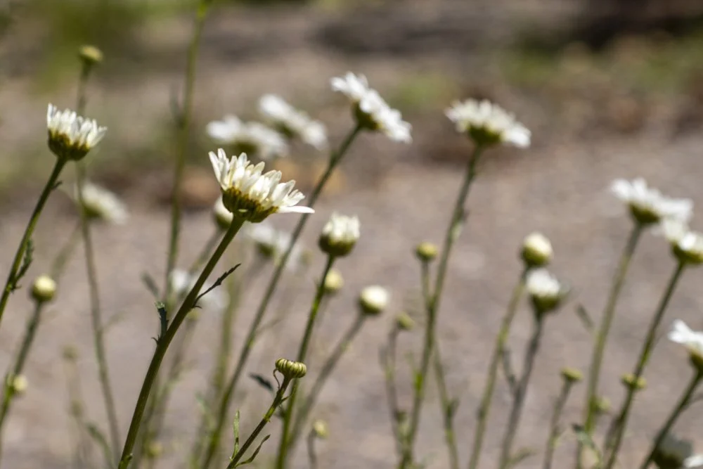 A Patch of Wild Daisies