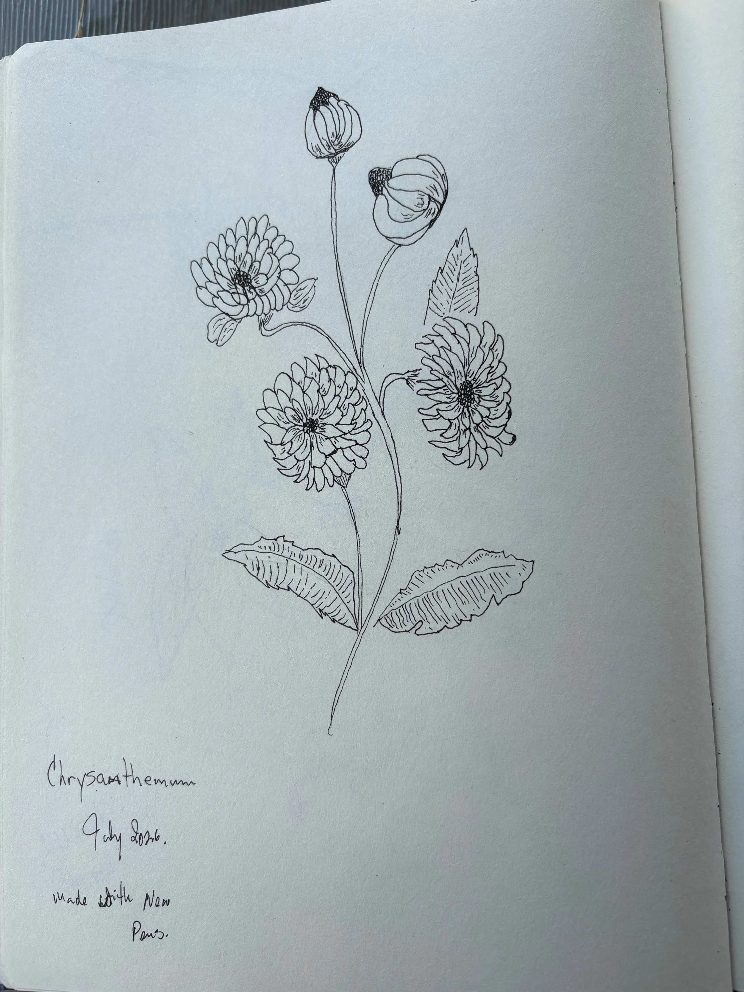 Drawing Flowers