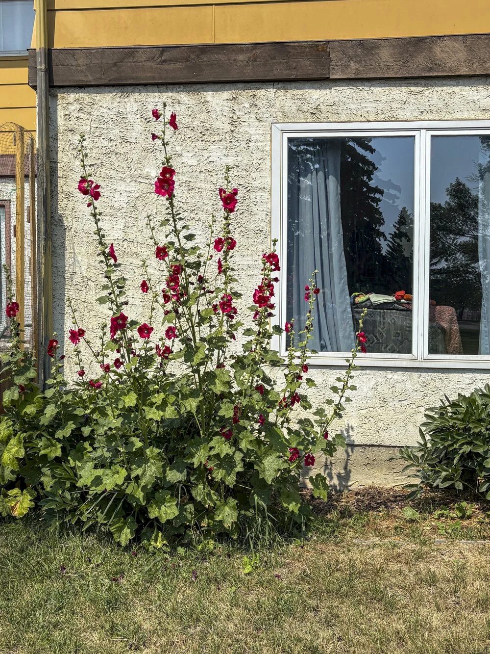 August 3 - Hollyhocks 