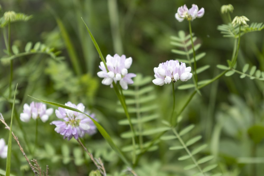 July 14 - Zoo Wildflowers