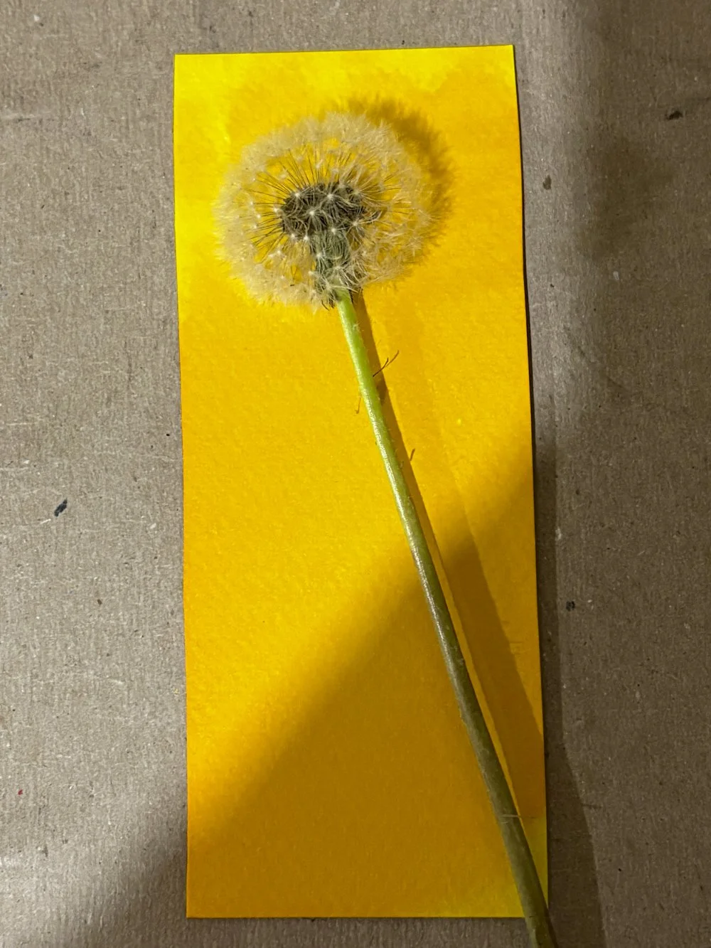 May 24th - Turmeric Creations