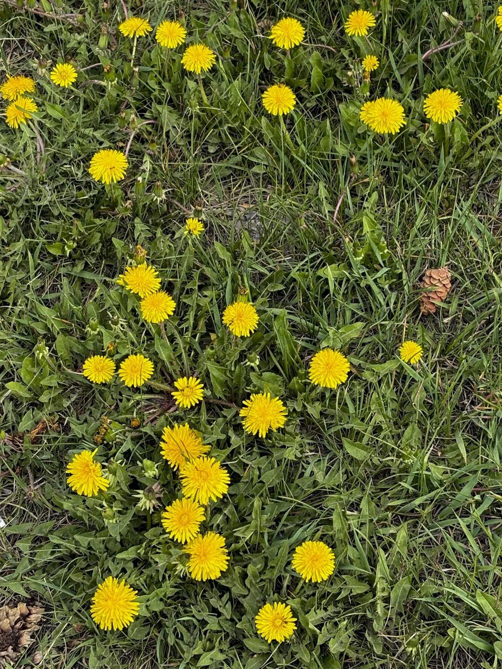 May 13th - Dandelions