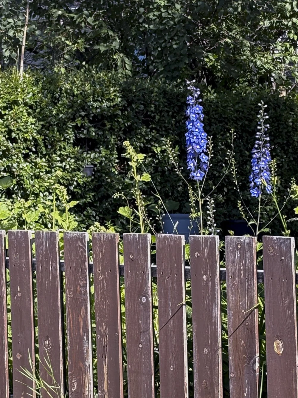 July 10 - Purple Flowers