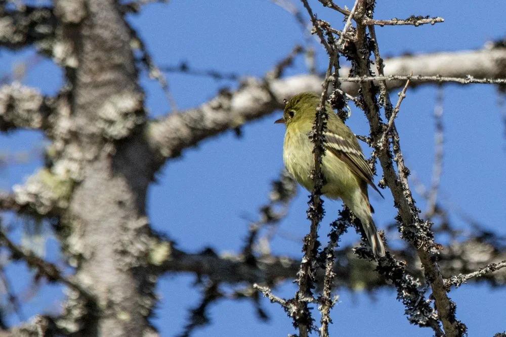 Yellow-bellied Flycatcher