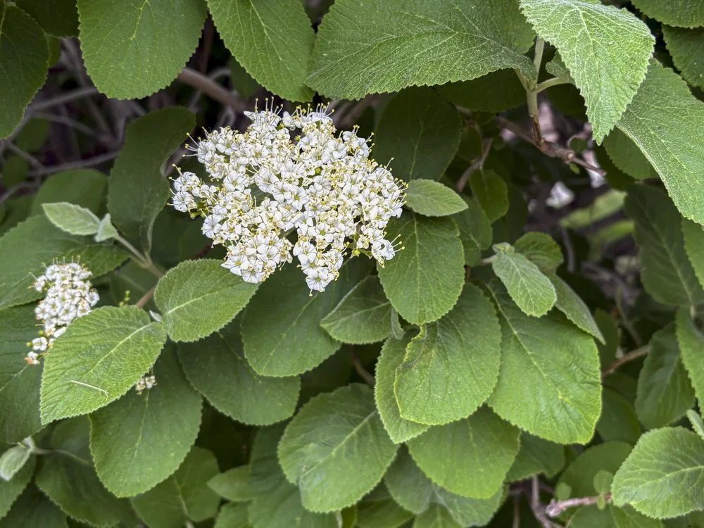 May 29th - Blooms Along the Way!!