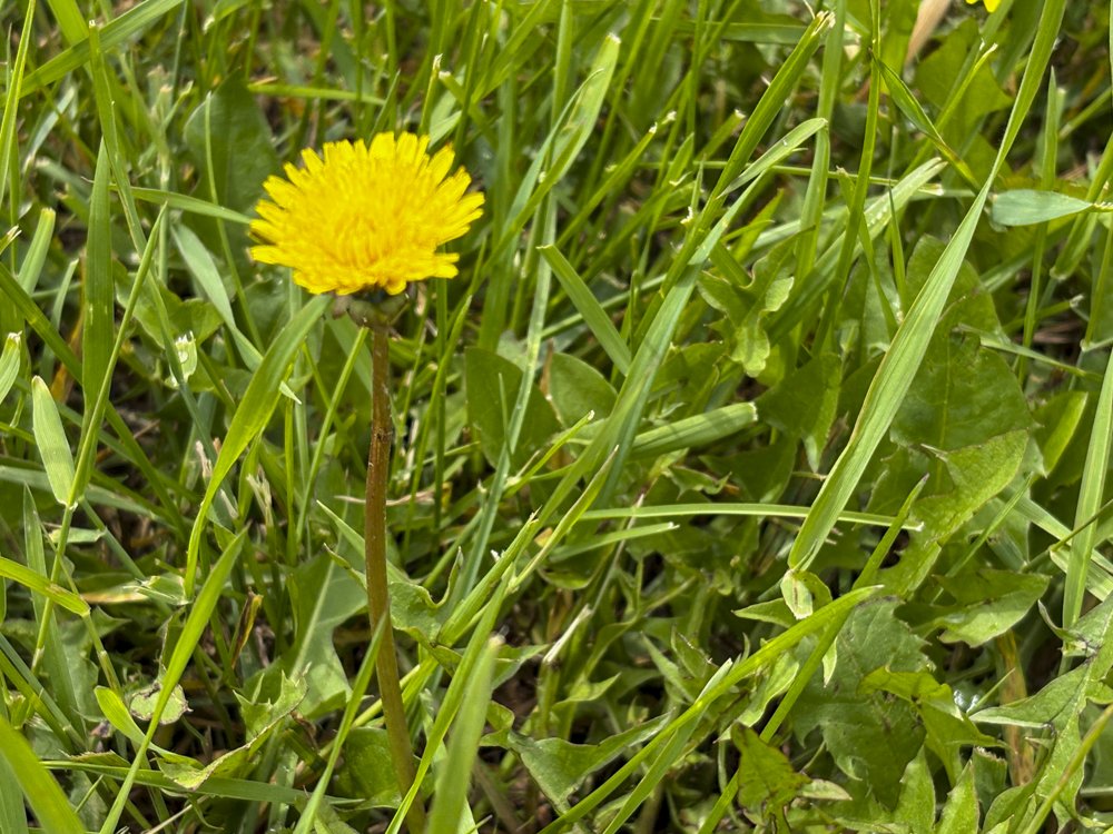 June 21 - End of the Dandelion Season!
