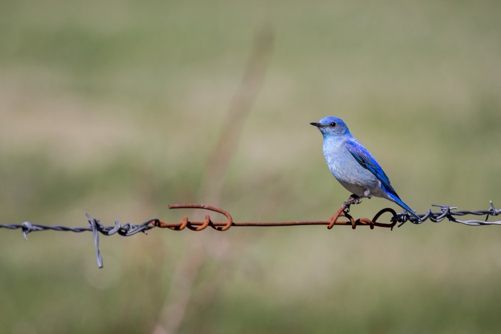 Mountain Blue Birds — Kelly Mitchell ~ Photography