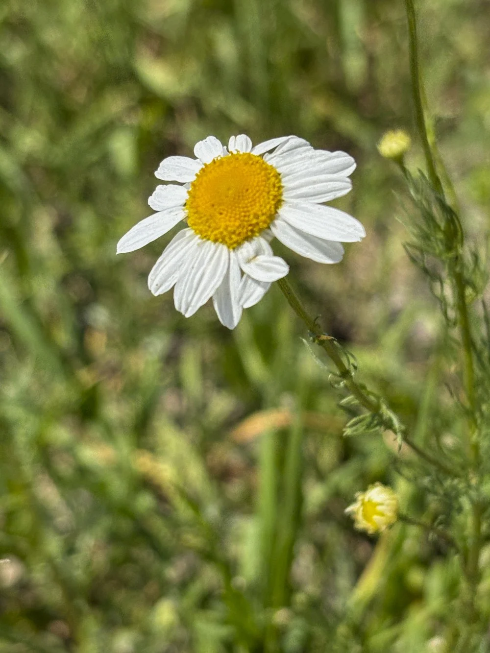 July 29 - Wild Daisies