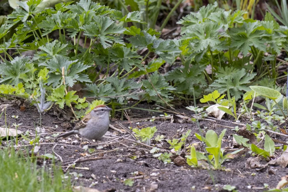 Little Brown Birdie