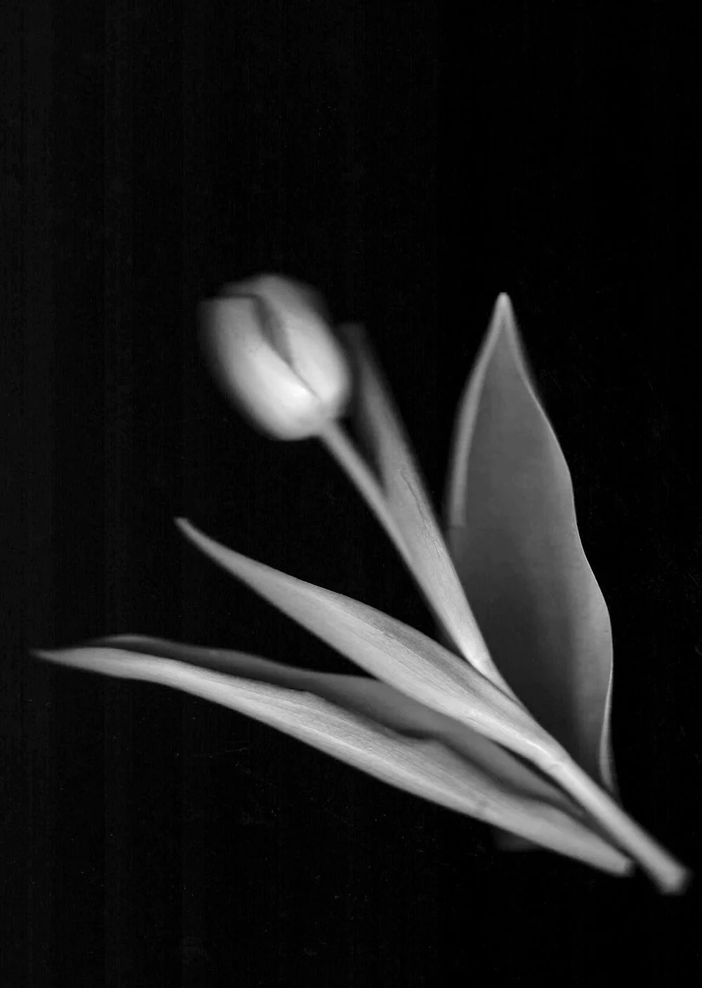 20260326-Scan 5-flowers copy.jpg