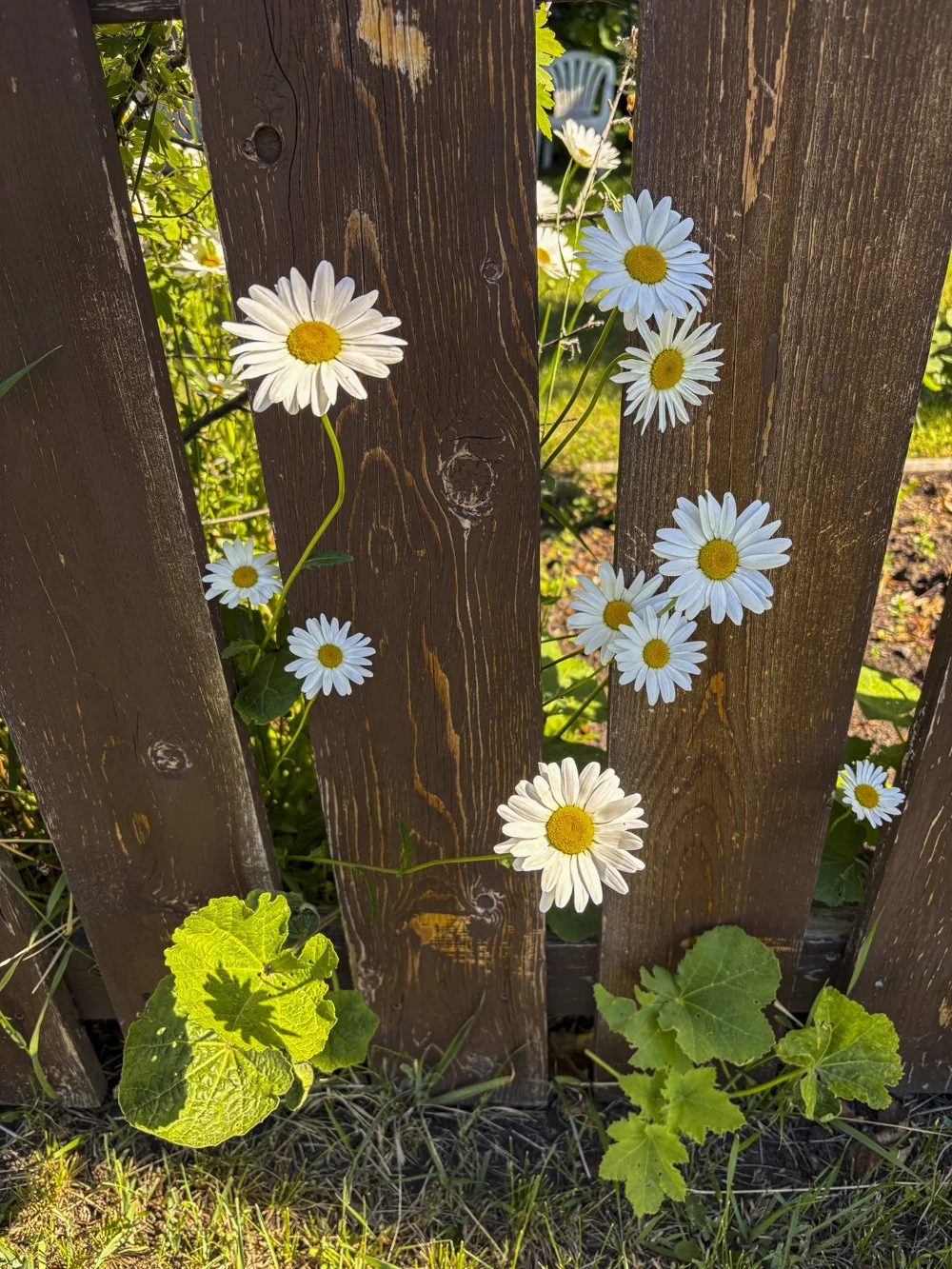June 23 - Ohh Daisies!