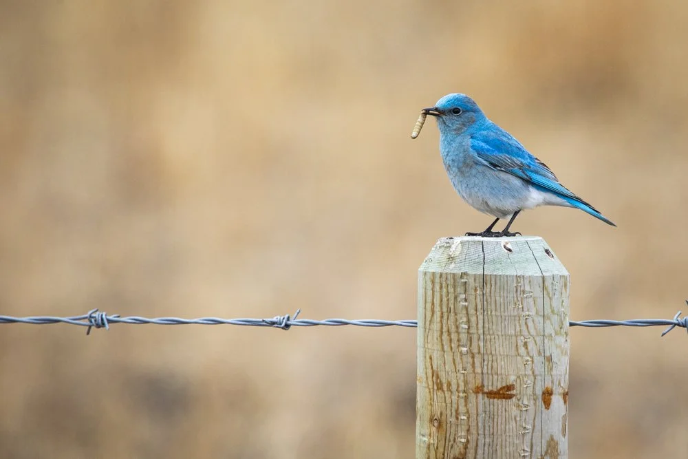 It Was a Bluebird Day
