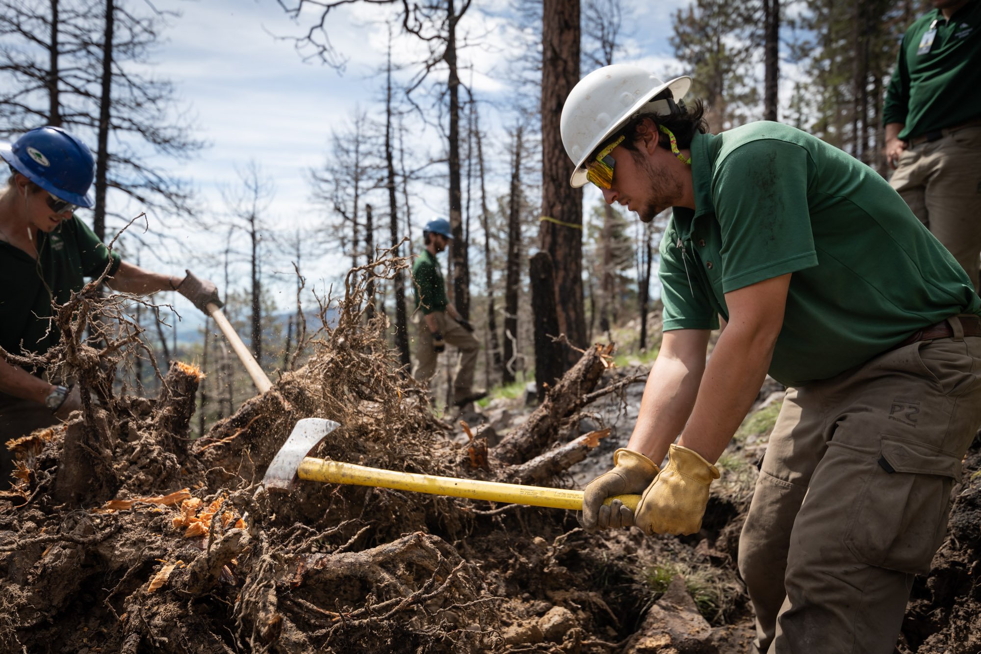  Ben Skidmore knocks dirt off an uprooted stump while building trail at Philmont Scout Ranch in Cimarron, N.M. on June 2, 2021.  