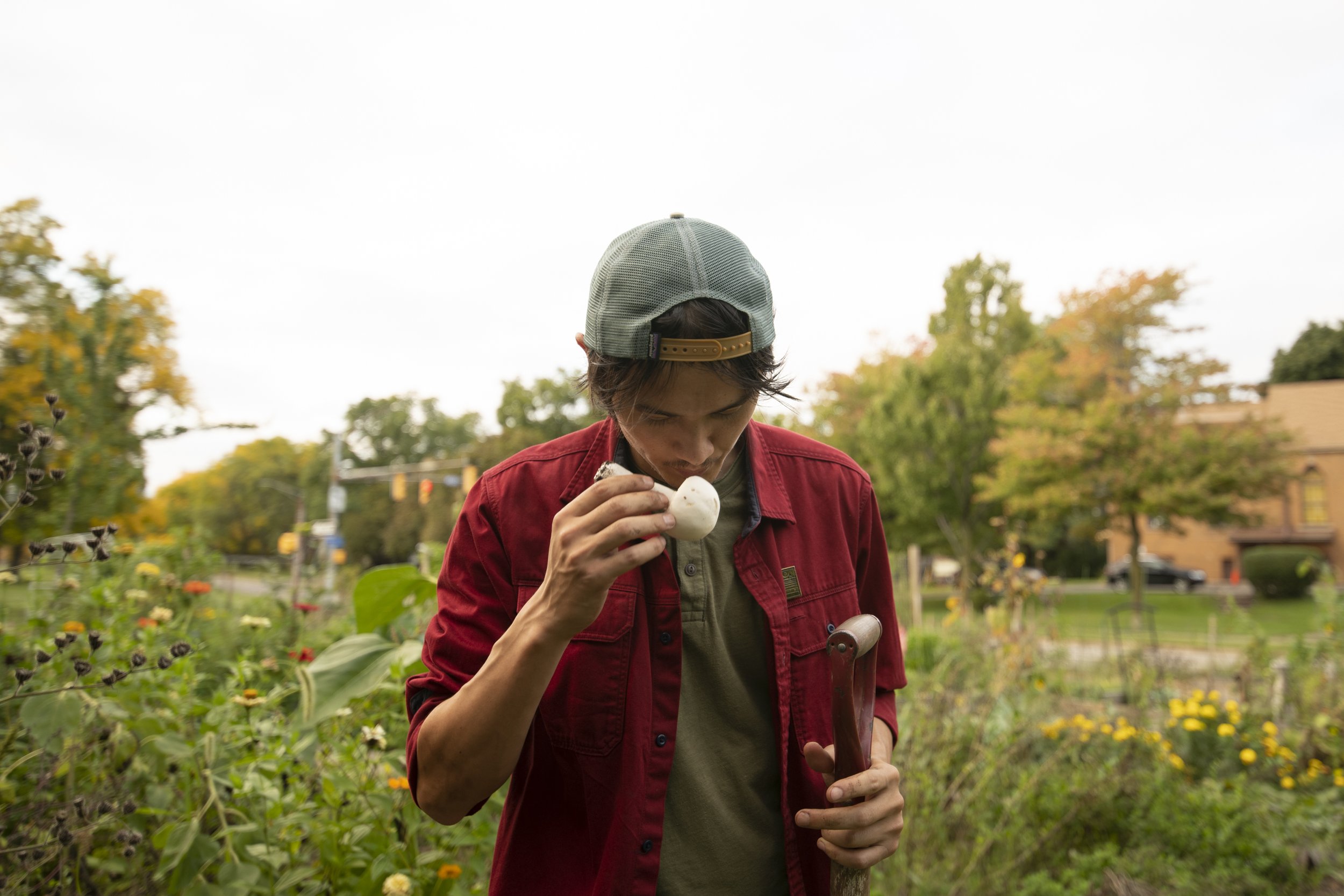  Shane Linden, a volunteer at the farm, picks a mushroom at 490 Farmers Community Garden in Rochester, N.Y. on September 29, 2021. Linden moved into an apartment a couple of blocks away and was looking for a garden to volunteer in when he noticed 490