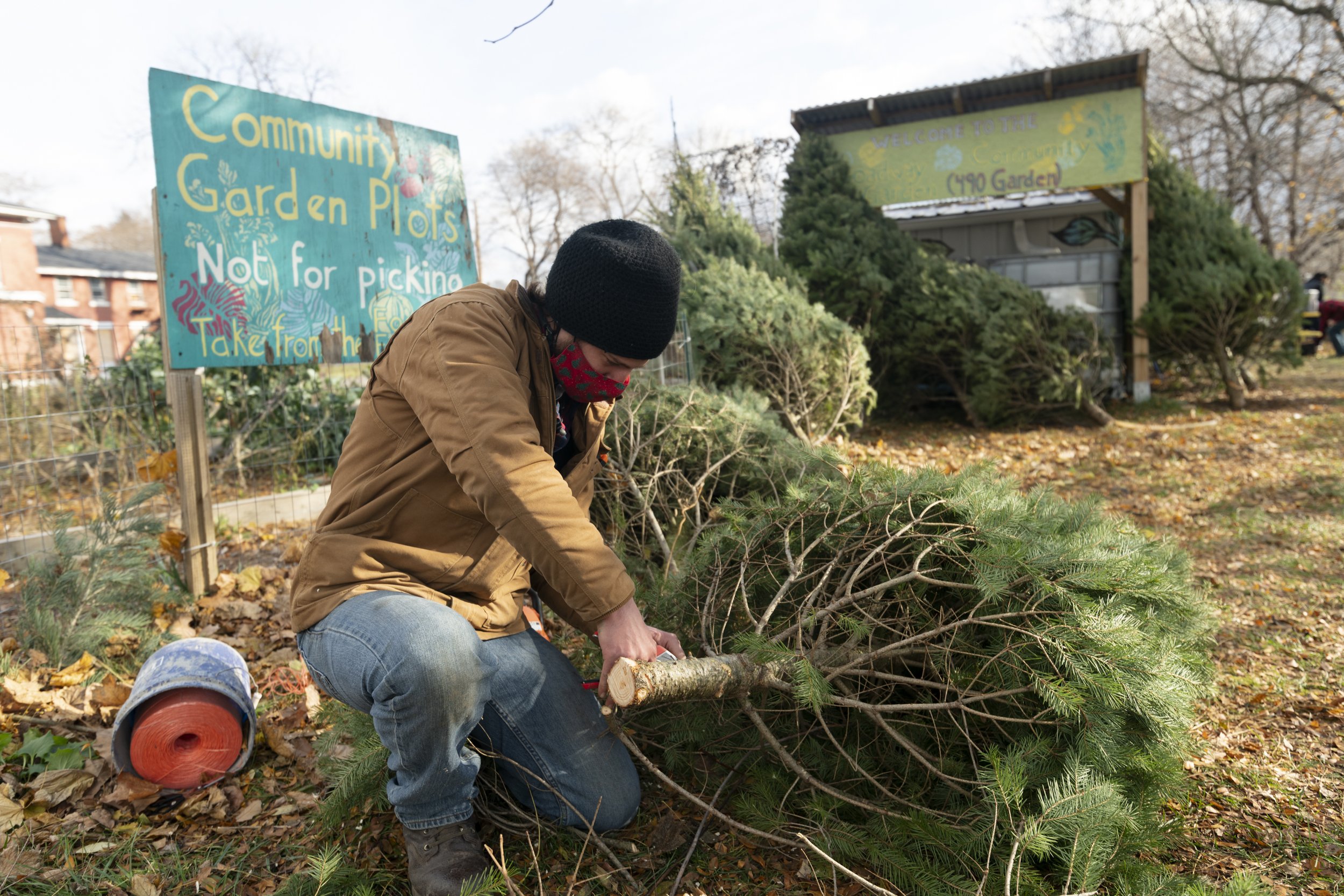  Kevin Stewart trims branches off the bottom of a sold Christmas tree at 490 Farmers. The garden sold Christmas trees to local residents on Dec. 4, 2021, in Rochester, N.Y. The fundraiser was a success, raising money for the coming spring season.  