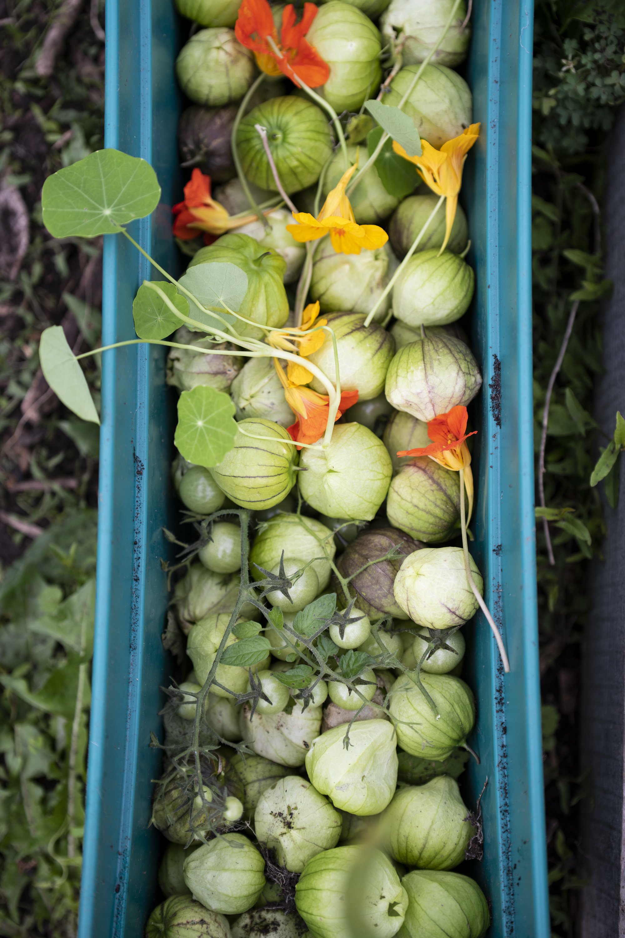  Volunteers and board members collect tomatillos and tomatoes during a clean out day at 490 Farmers in Rochester N.Y. on Oct. 23, 2021. 