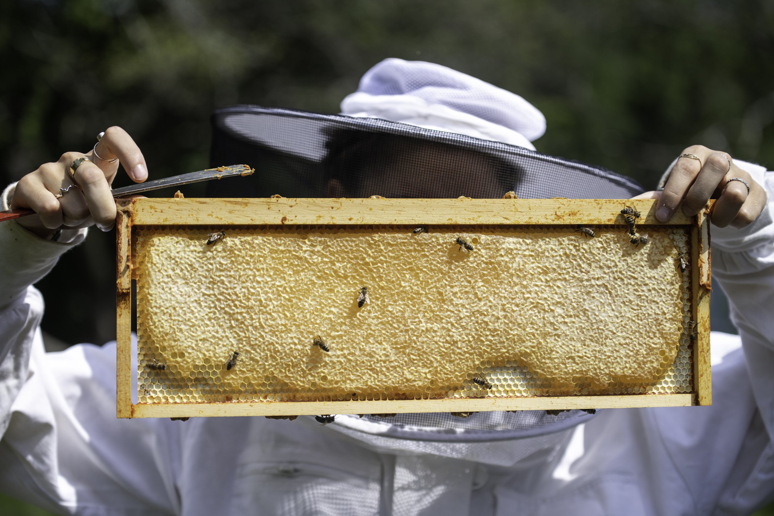  Eva Scott holds up a honey-filled frame in the backyard of her childhood home in Burnt Hills, N.Y. on September 7, 2022. Scott and her father spent the afternoon extracting honey from the summer season.   