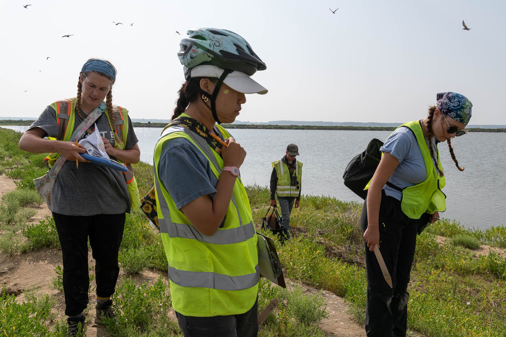 A team from the United States Geological Survey (USGS) visits Common and Least Tern nesting colonies on Poplar Island in Talbot County, Md. on June 28, 2023. Working with the Diann Prosser Research Lab at USGS, the team has been surveying Least and 