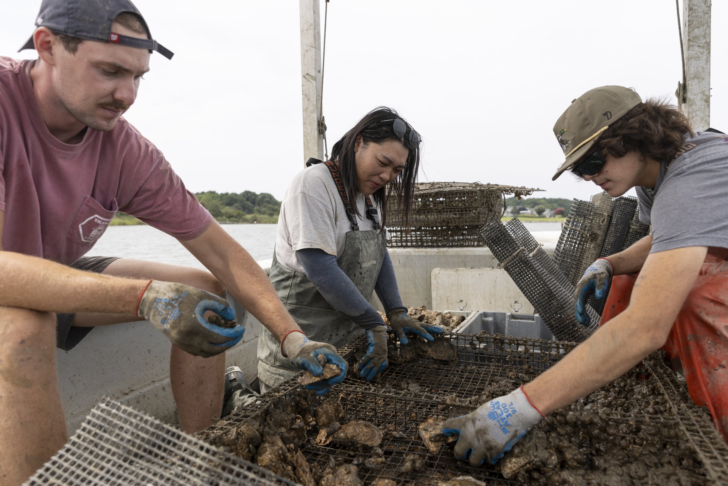  Joyce Luk, an intern with Minorities in Aquaculture (MIA), works at Orchard Point Oyster Co. in Queen Anne's County, Md., on Aug. 11, 2023. Luk's interest in the internship program was sparked by a passion for sustainable foods like kelp. MIA was fo