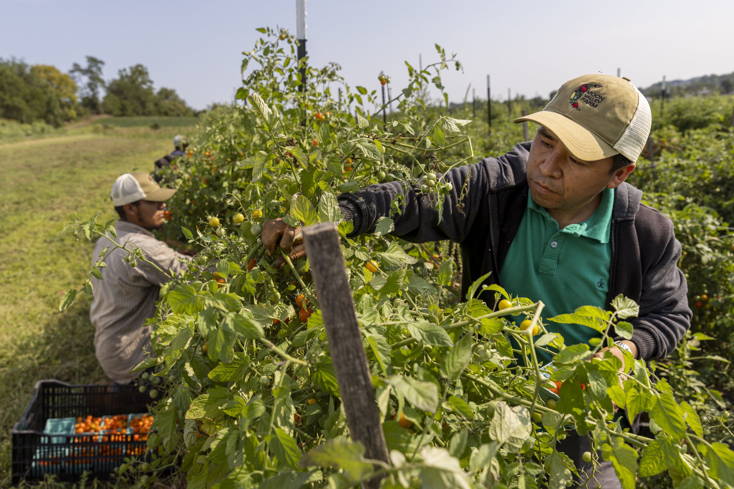  Joe Ramirez Bautista, right, and Juan Manuel Castillo Carmona harvest sun gold tomatoes at Moon Valley Farm in Woodsboro Md., on Aug. 9, 2023. The certified organic farm is owned and operated by first-generation farmer, Emma Jagoz.  