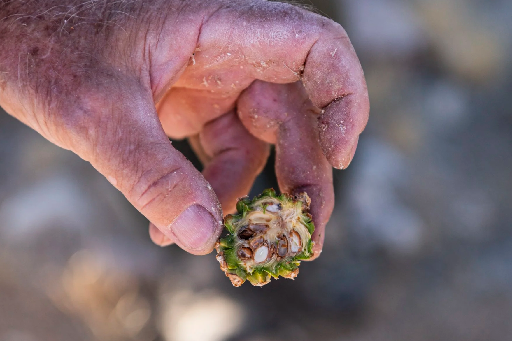 The vegetation crew for the Great Basin Institute collects pinyon pine cones around Lucky Boy Loop in Joshua Tree National Park, Calif. on Sept. 18, 2024.