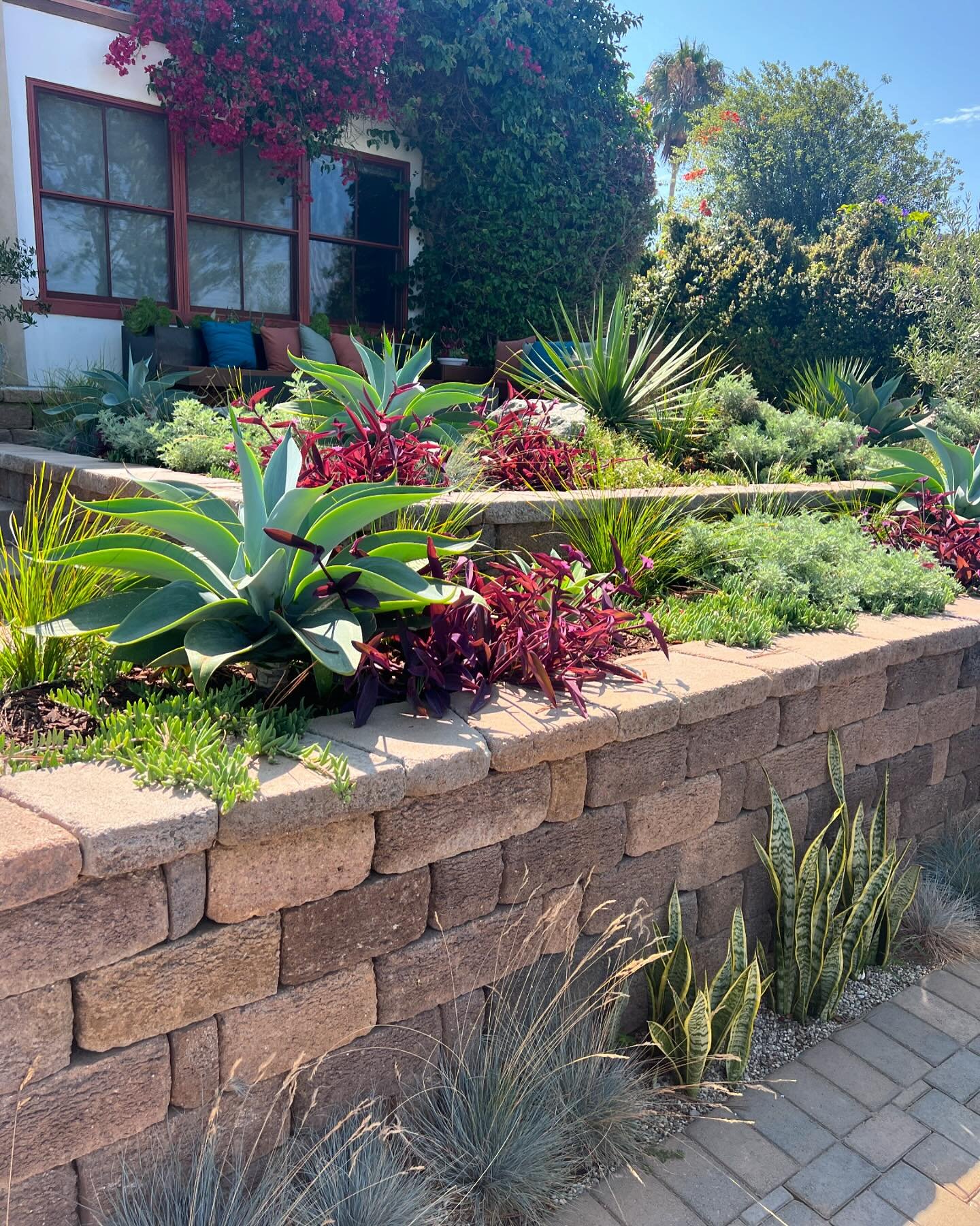 A sweet little front yard remodel for one of our very first and favorite clients. Kids have been born kids have graduated since that first remodel and the gardens keep marching on. This frontyard we reworked a lot of existing split face block to crea