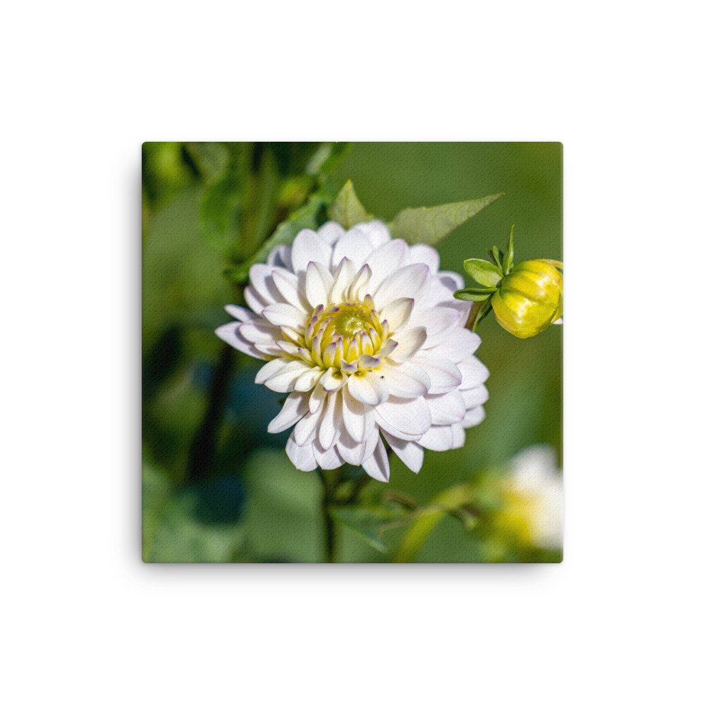 canvas-(in)-12x12-wall-639397e2d92cc.jpg