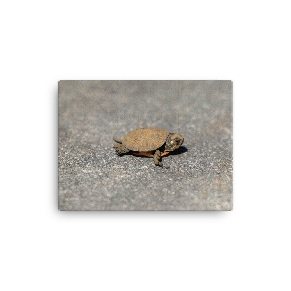 canvas-(in)-12x16-wall-658add69bd7c6.jpg
