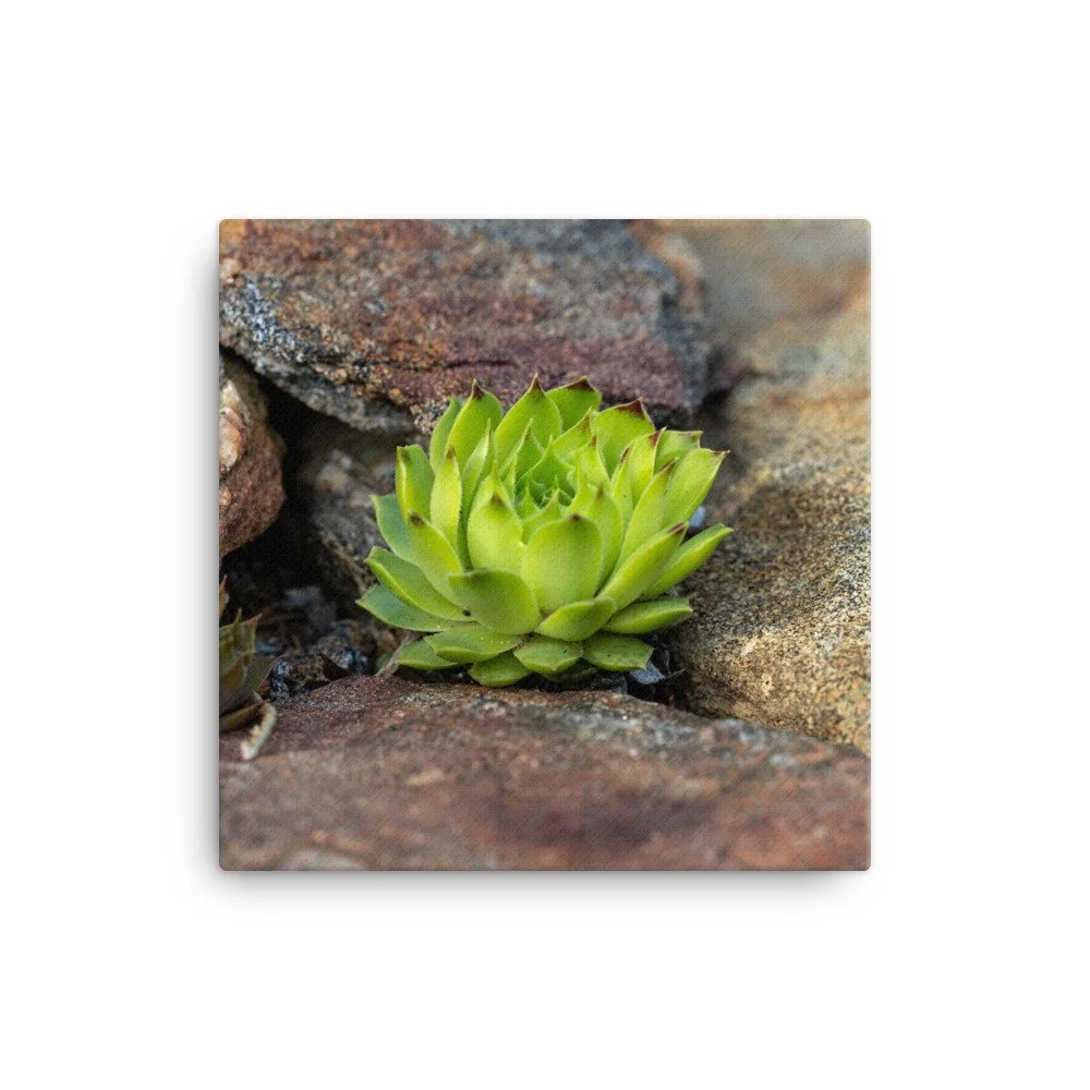 canvas-(in)-16x16-wall-658ce5ba5b289.jpg