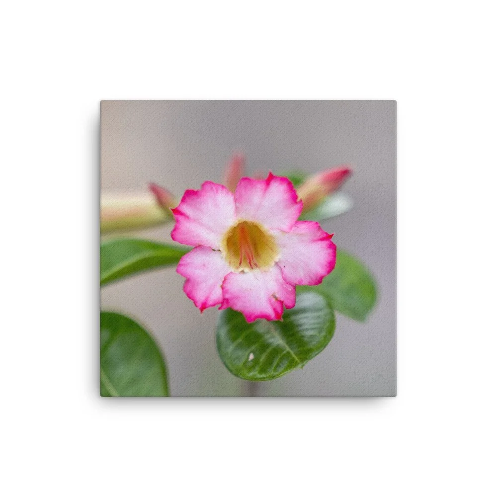 canvas-(in)-12x12-wall-659217cabf8d9.jpg