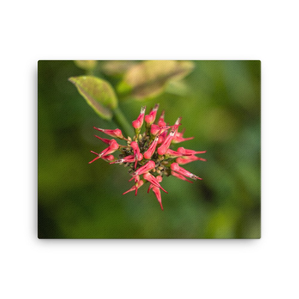 canvas-(in)-16x20-wall-6592d61c67dff.jpg