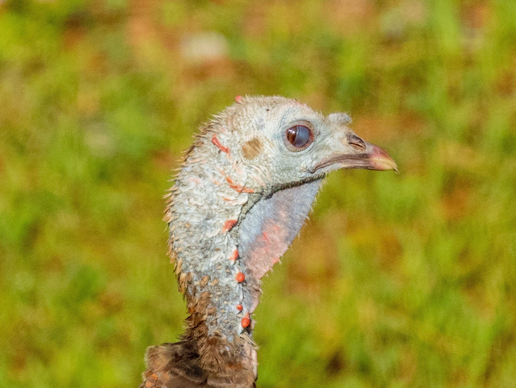 Turkey-9.jpg