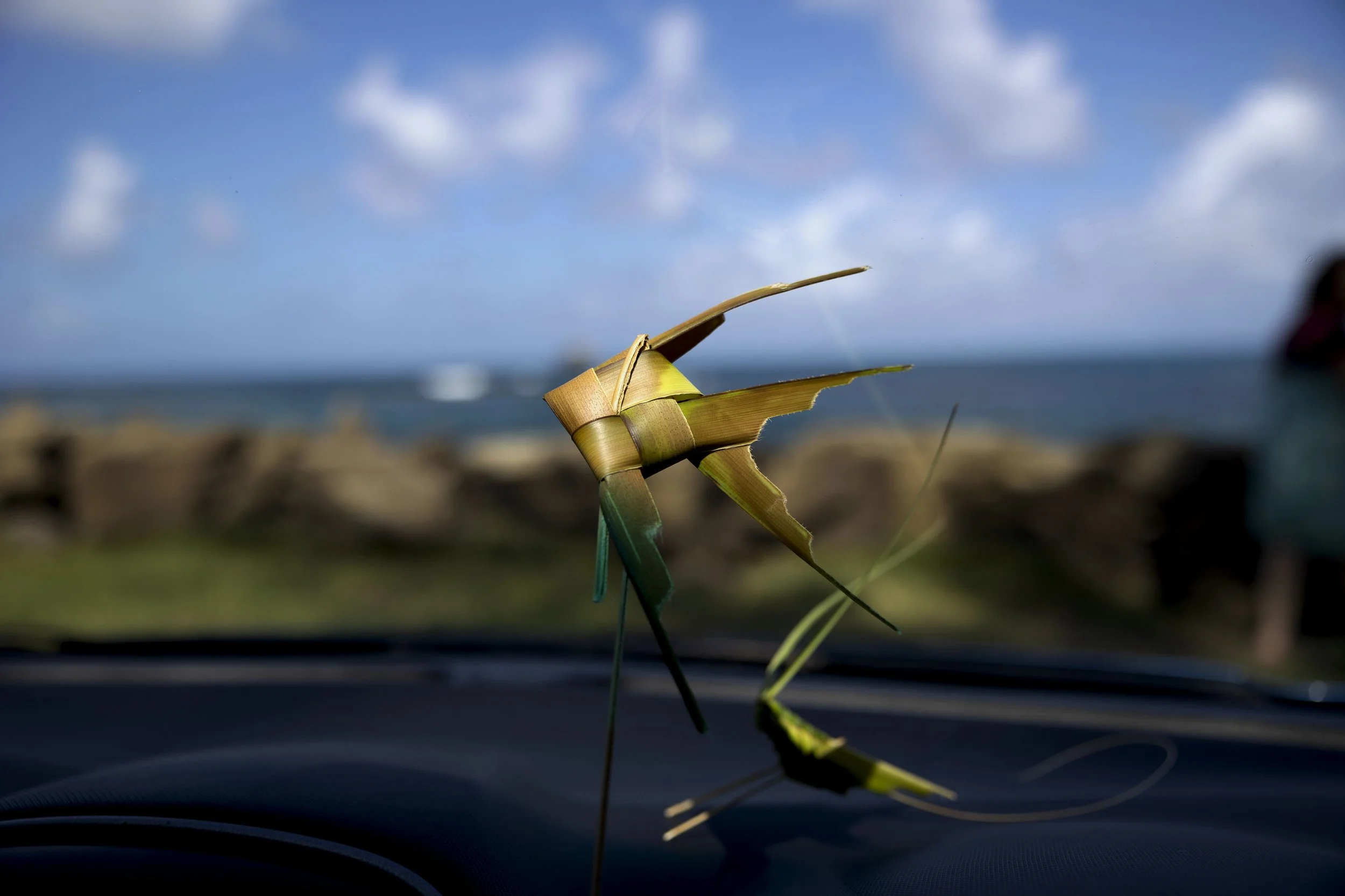 Palm Frond Beta Fish